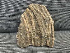 Fossil Crinoid Pentacrinites sp, Jurassic, Sea Lily, Lyme Regis, Dorset, England