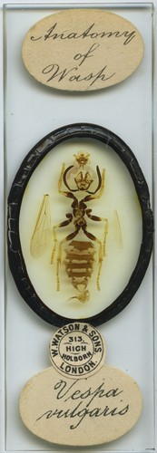 Antique microscope slide - antique, by