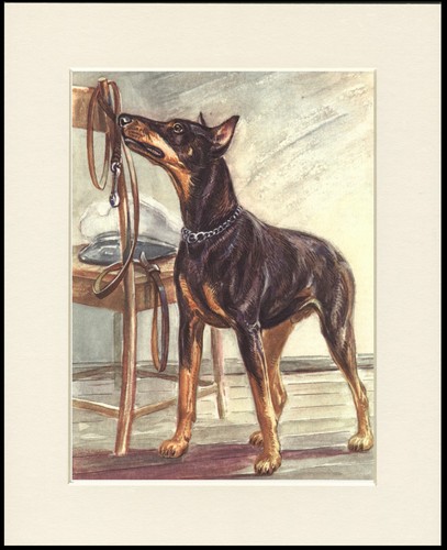 Doberman dog art print - dog, mounted