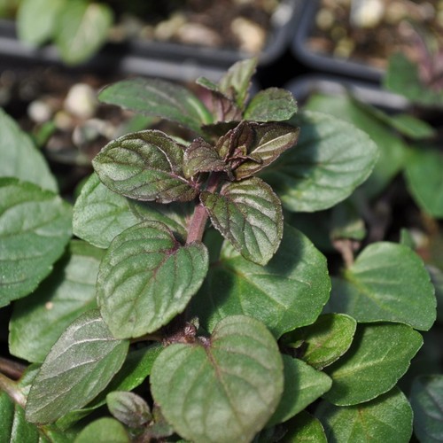Black peppermint mint - peppermint, herb