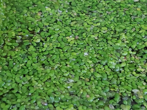 Bulk duckweed for koi fish - duckweed,