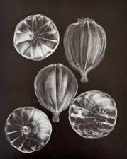 Radiograph of Poppy Capsules 1932 by Herbert Flower at the Ilford X-ray dept