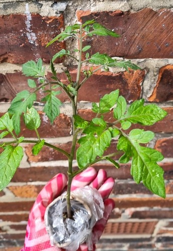 Organic piccolo tomatoes - ,