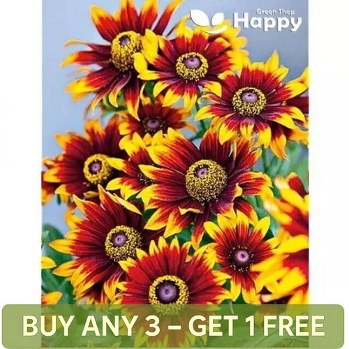 Black eyed susan - eyed,