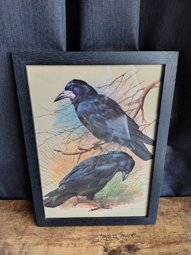 Framed print rook carrion - &,