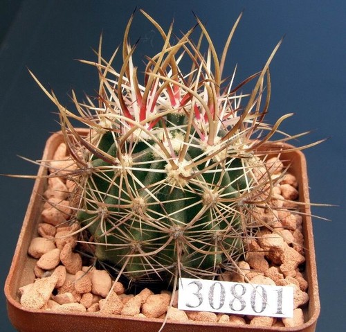 Echinocereus lindsayi 30801 - lindsayi, /30801/