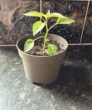 🌶️ Bangladeshi Black