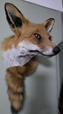Taxidermy Fox Head  tail mount