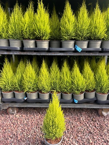 Goldcrest wilma 40cm conifer - 40cm,
