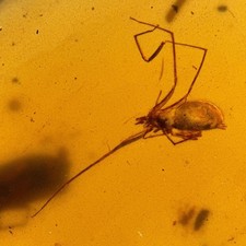 SPIDER in Burmese / Burmite