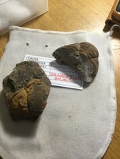 A collection of 3 trilobite