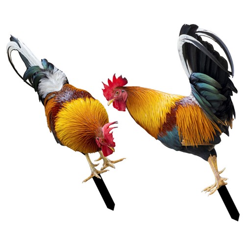 Pcs chicken yard - yard, art