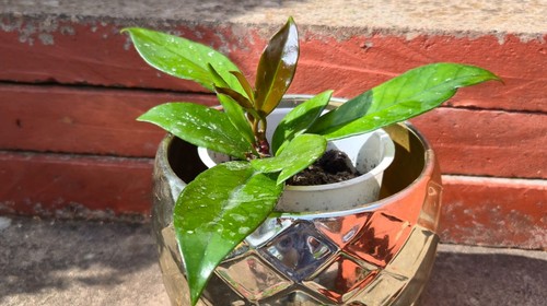 Hoya carnosa wax indoor plant - indoor,