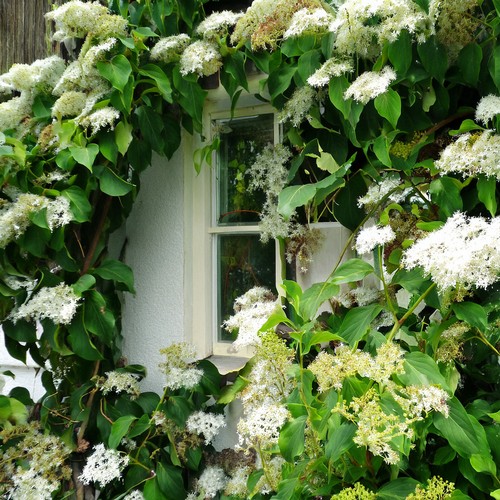 Climbing hydrangea petiolaris - climbing,