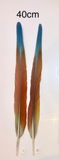 Parrot Macaw Feather Crafts