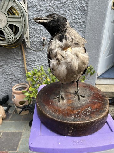 Taxidermy hooded crow - hooded,