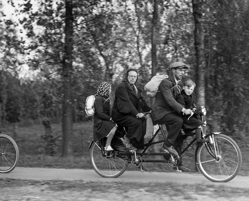 Belgian family fleas german - belgian,
