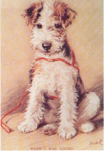 Fox terrier pup custom - terrier,
