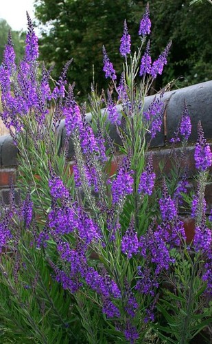 Linaria purpurea purple - linaria,