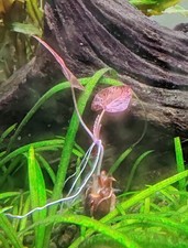 Red Tiger lotus lilly