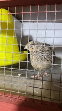 Quail Eating Eggs
