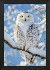 Snowy Owl Perched on Snowy