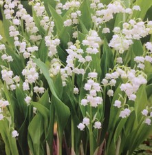 3 CONVALLARIA MAJALIS (LILY OF