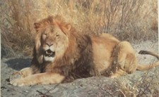 Carl Brenders "Kalahari"