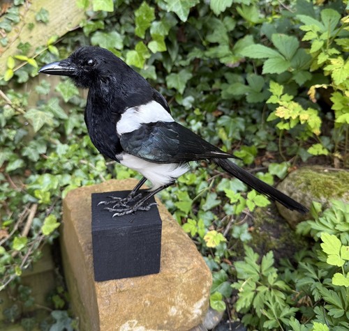 Taxidermy magpie legal sell - to,