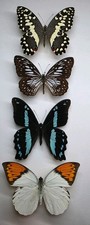 Real Butterfly Collection x 4