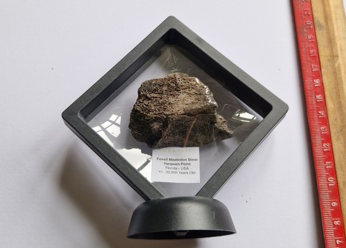 Rare fossil mastodon bone - fossil,