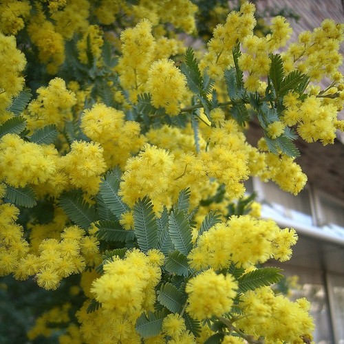 Acacia baileyana purpurea - acacia,