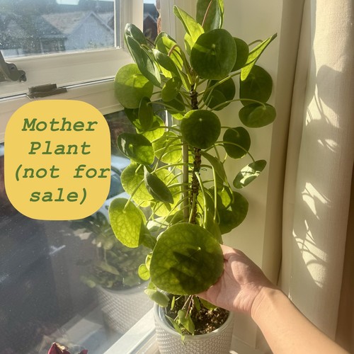 Baby chinese money plant - baby,