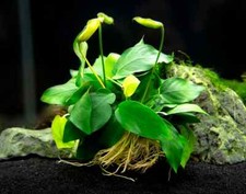 Anubias Nana Live Aquarium