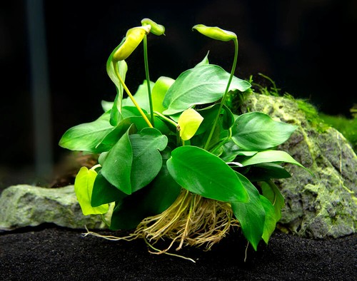 Anubias nana live aquarium - nana,