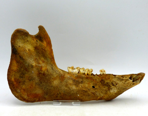 Fossil jaw and teeth - ,