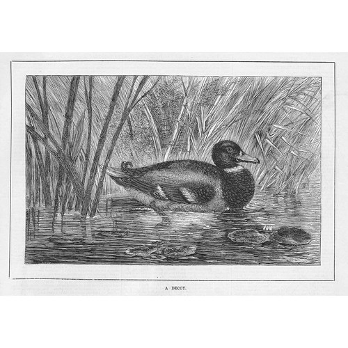 Duck shooting decoy - duck,
