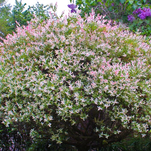 Salix flamingo willow tree - flamingo,