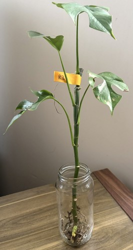 Mini monstera plant - mini,