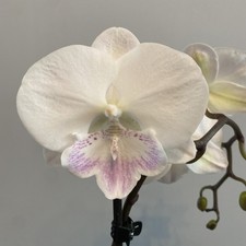 Phalaenopsis GC Reyoung Pink /