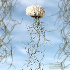 1 x Jellyfish Spanish Moss Air