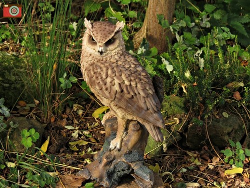 Life size long eared owl - size,, by