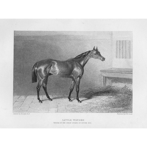 Little wonder racehorse - little,