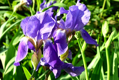 8cm root plants iris - 8cm, plants,