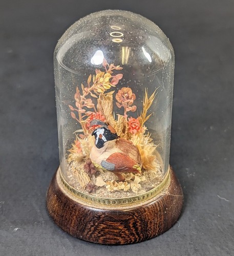Vintage terrarium glass dome - vintage,