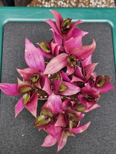 Tradescantia zebrina silver - tradescantia,