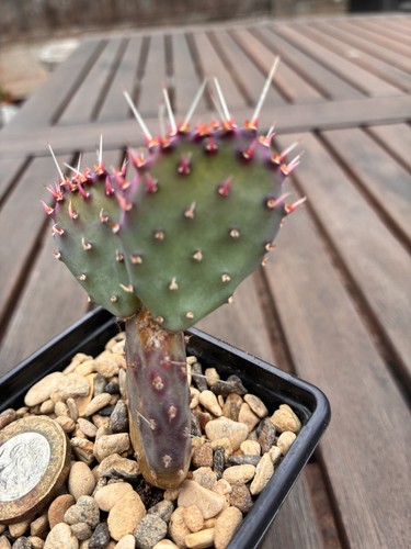 Opuntia baby santa rita - opuntia,