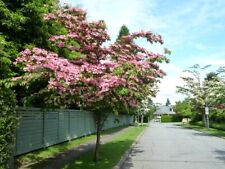 Cornus kousa 'Satomi' / Flowering Dogwood tree, Peat Free, 3Ltr 60-90cm
