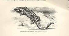 Old Antique Print Ambystome Or