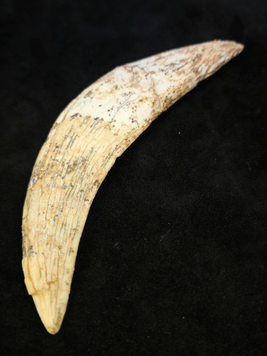 Sabre tooth tiger - tiger,